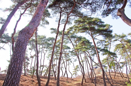 충북 괴산군 괴산읍 제월대 소나무숲. 숲 뒤에 고산정이 보인다.