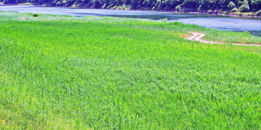 가곡면 사평리 새별공원에서 본 풍경. 남한강 둔치 '고운골 갈대밭'이다